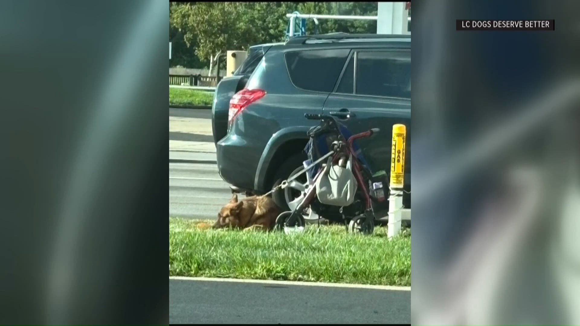 Toledo Humane Society investigating reports of alleged dog abuse