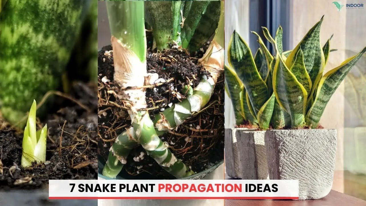Easy snake plant propagation tips for healthy new growth