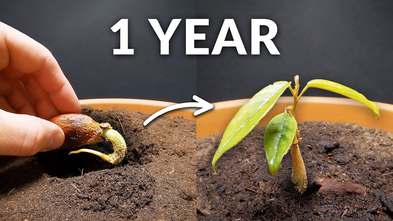 One year of durian tree growth