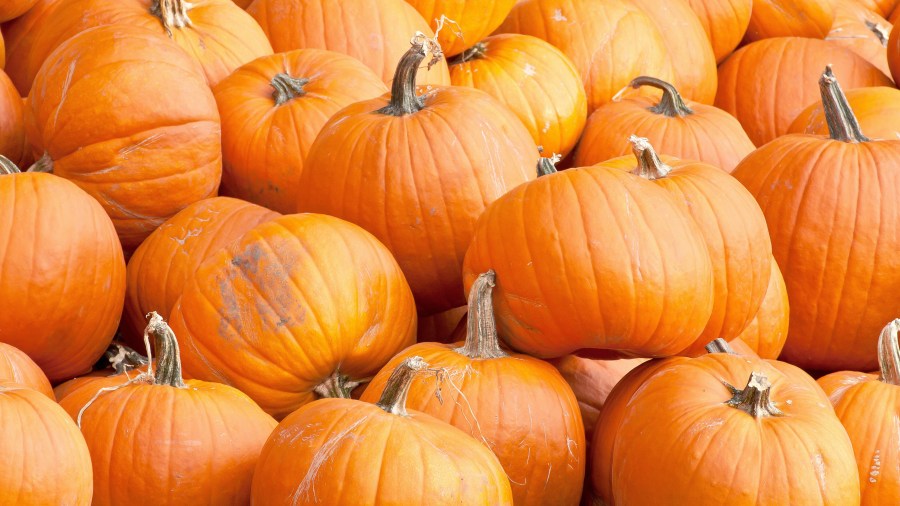 List: 2026 Halloween and fall events around Erie