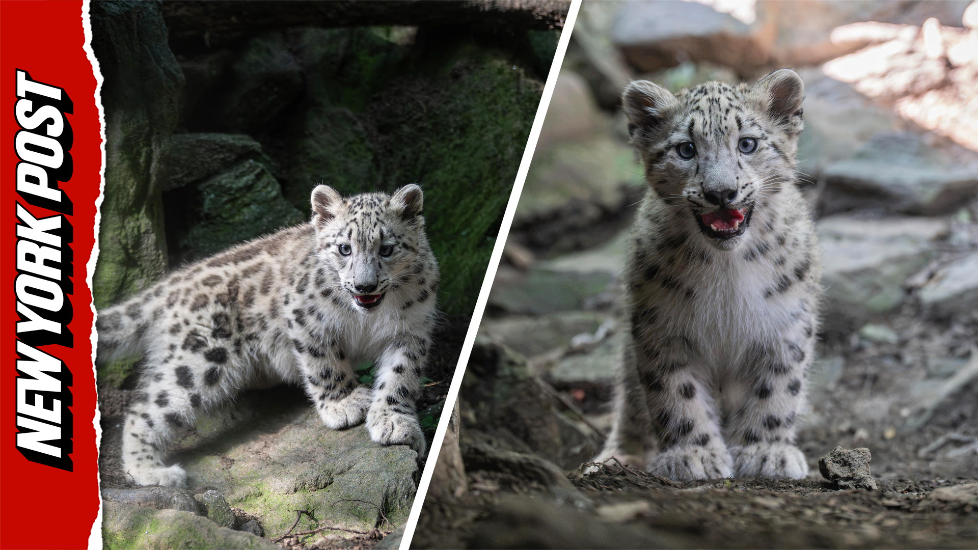 Bronx Zoo debuts adorable snow leopard cub threatened by extinction