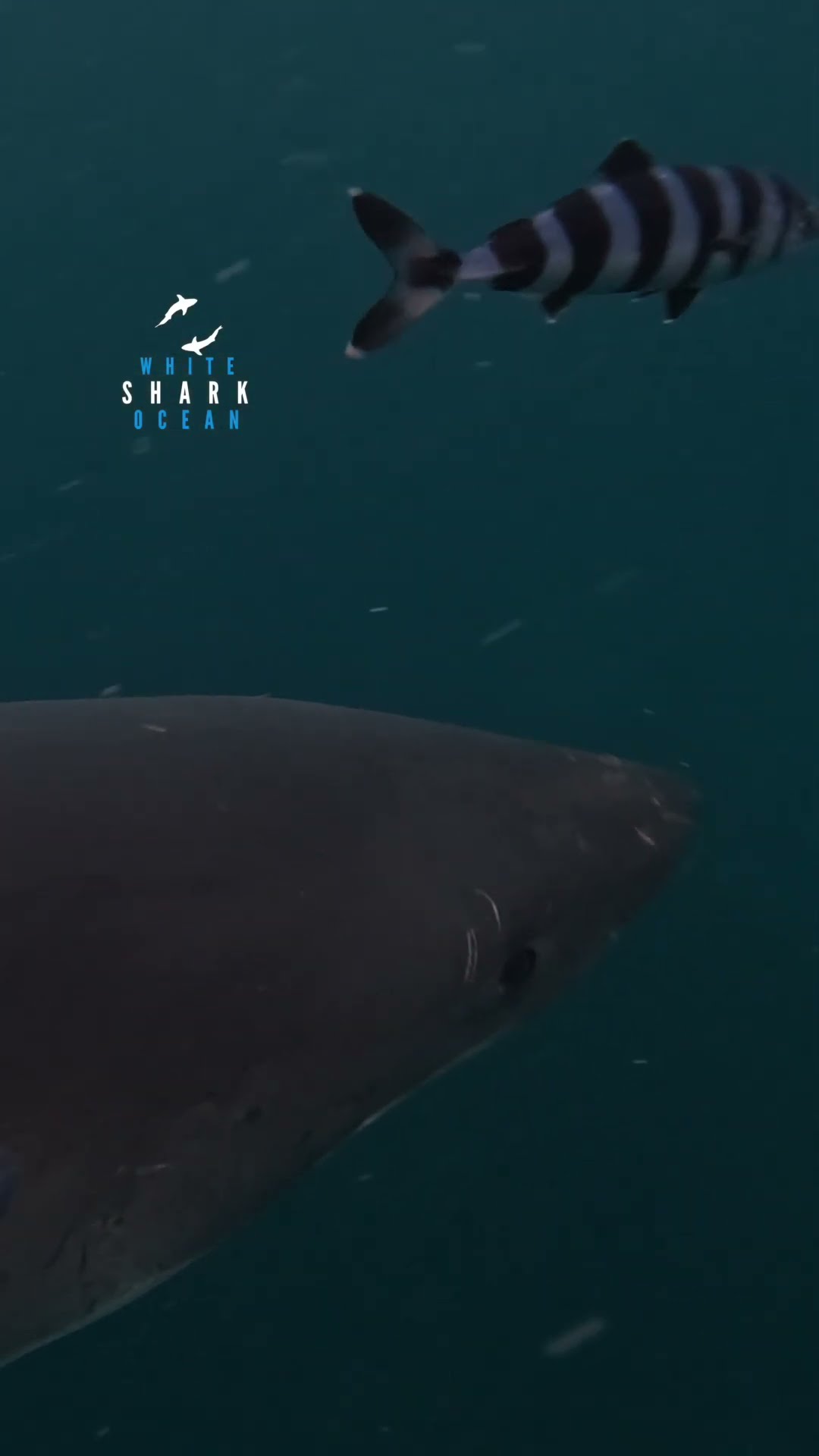 Pilot fish desperately stick to great white shark