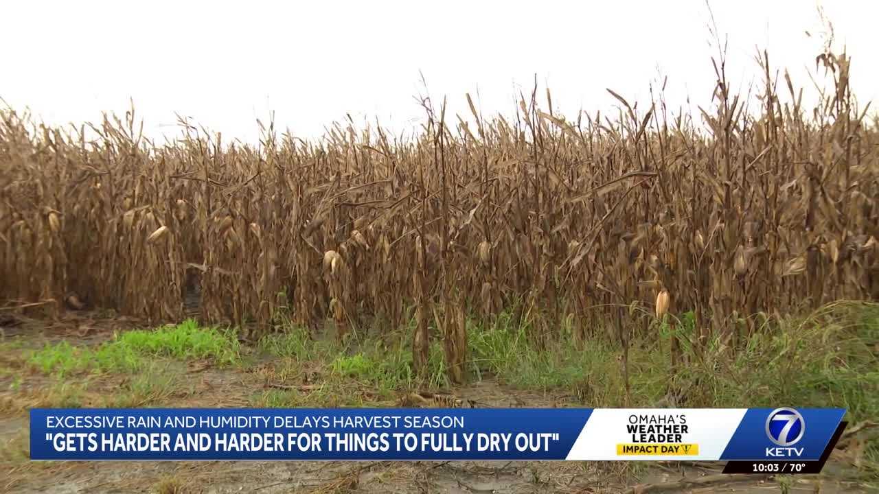 Excessive rain, humidity disrupt Nebraska's corn harvest