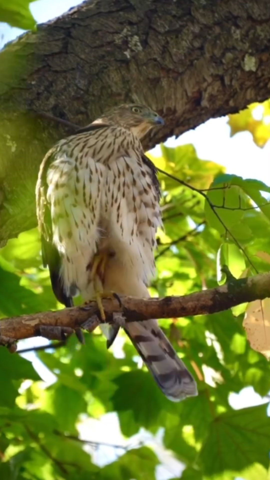 How Cooper’s hawks master high speed woodland hunting