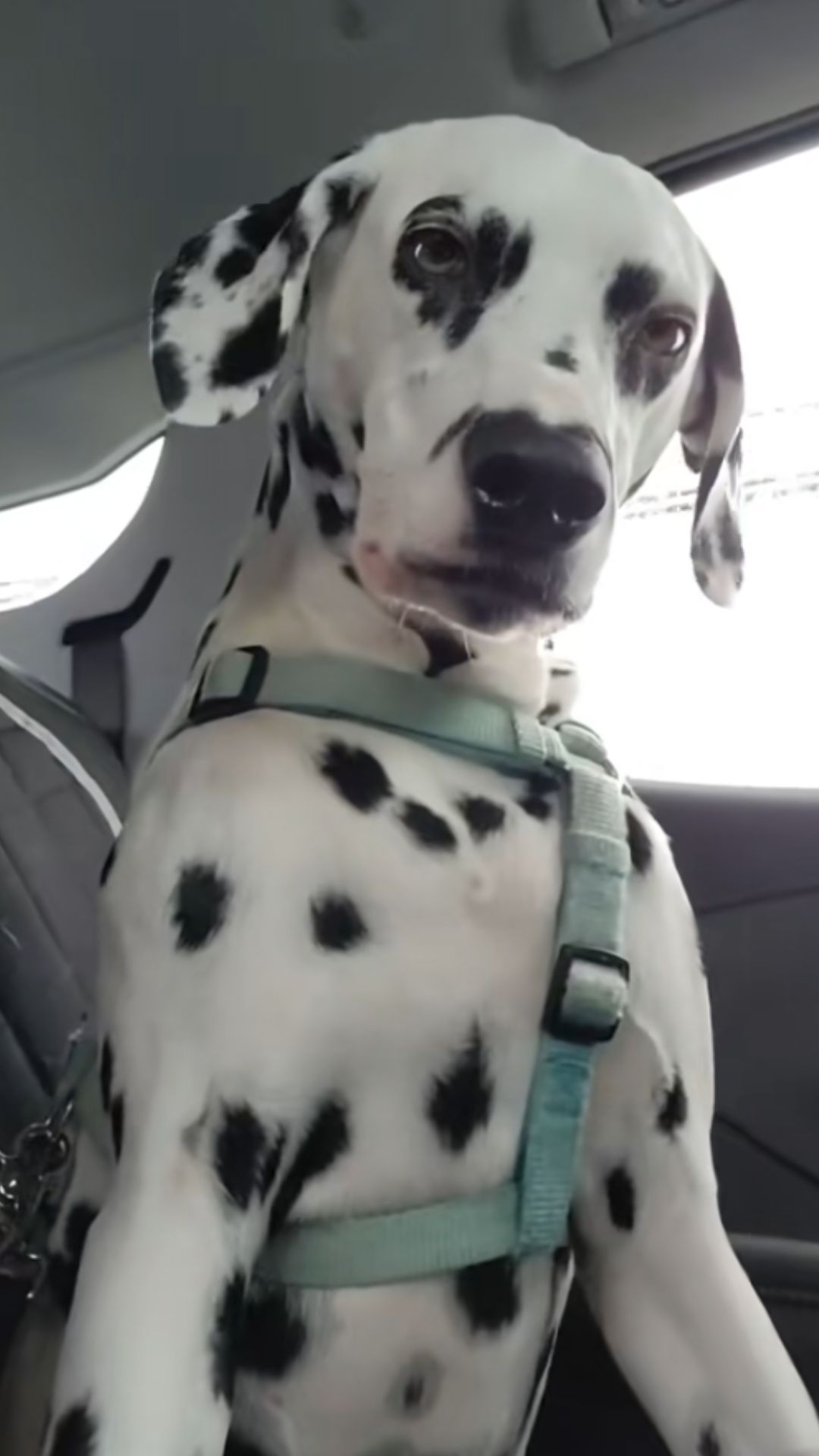 Dalmatian gives a funny side eye during a car ride