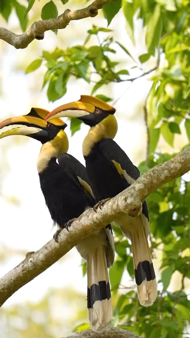 A rare look at a great Indian hornbill feeding
