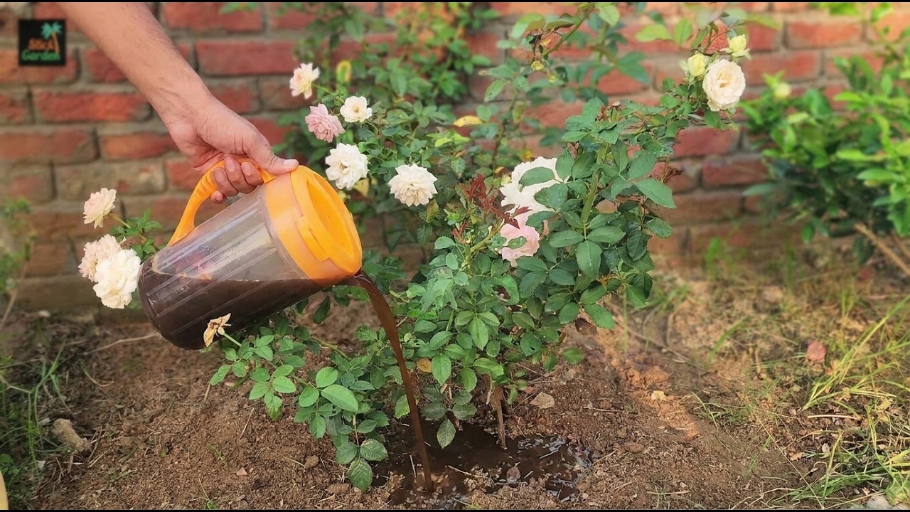 Natural methods for healthier roses and better growth