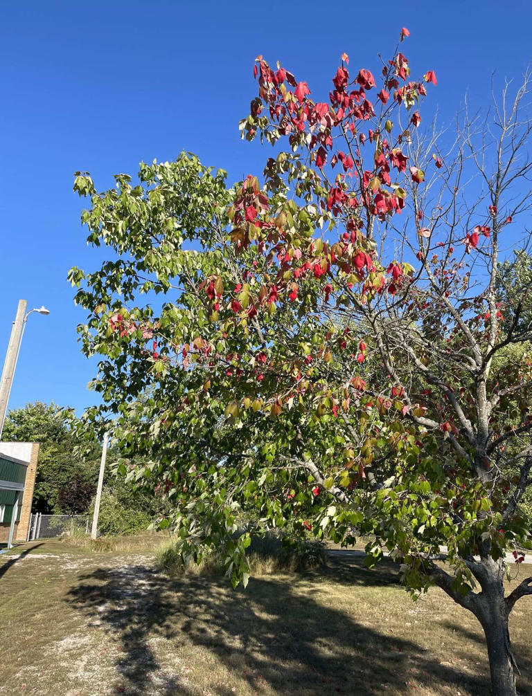 Fall arrives in Northern Michigan with darker days, colder mornings
