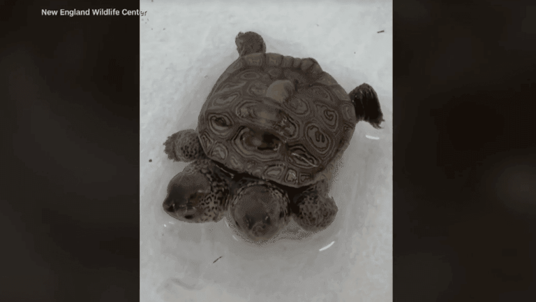 Morning buzz: A two-headed baby turtle found on Cape Cod