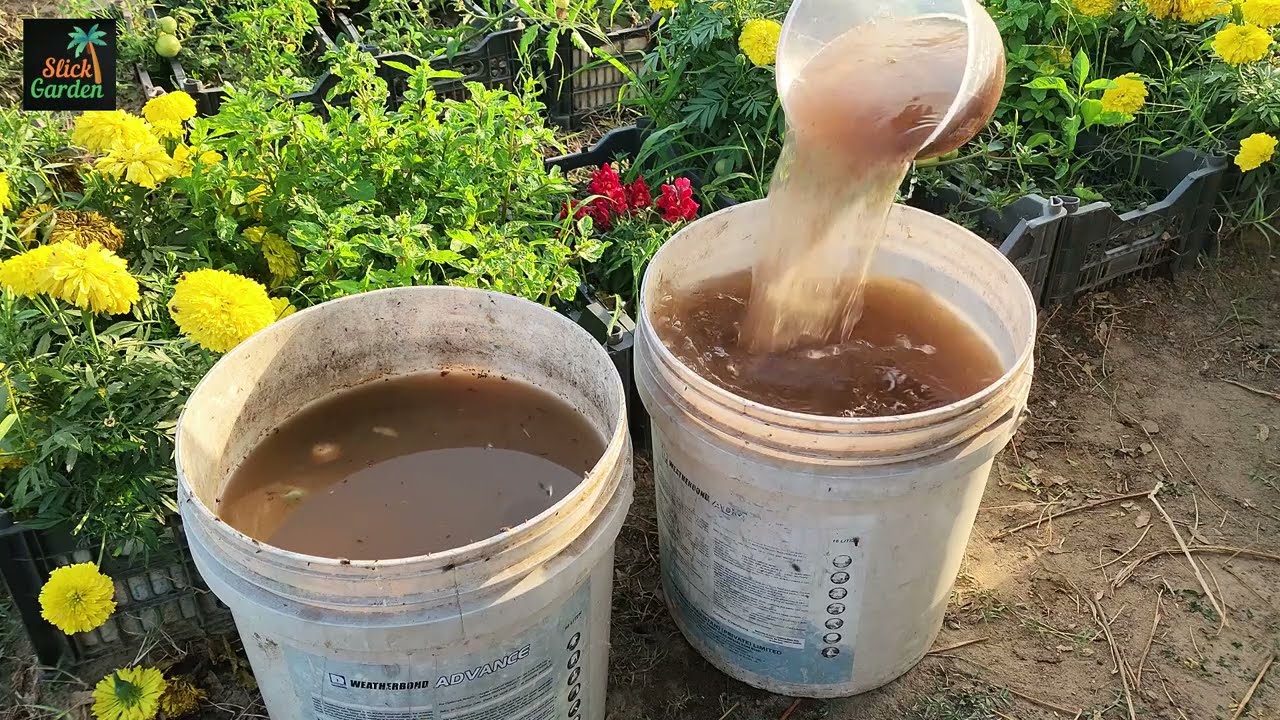 Homemade plant care solutions for healthier growth