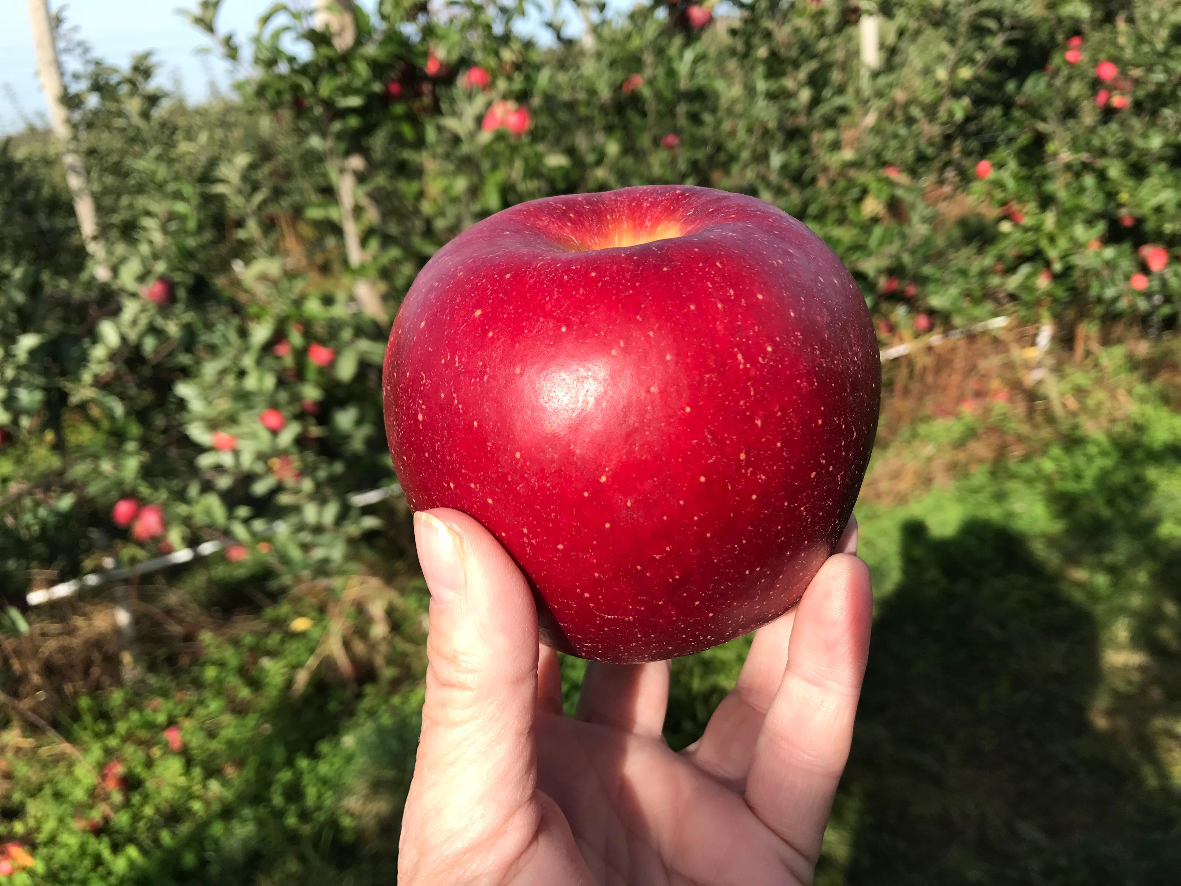 Apple picking in NY: 4 orchards worth the fall trip