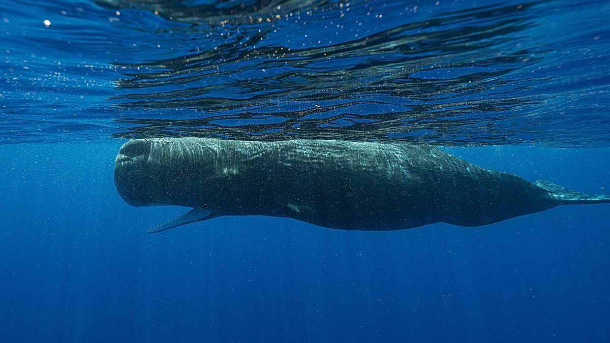 Four sailors rescued after sperm whale sinks yacht in South Pacific