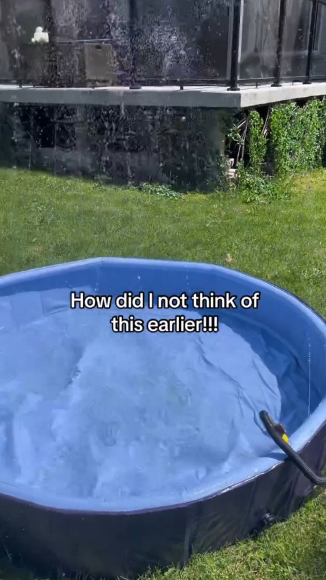 A simple pool activity that keeps dogs mentally engaged