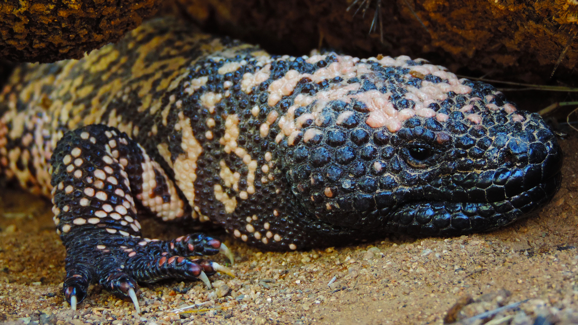 Cute faces but venomous bites: meet these rare lizards