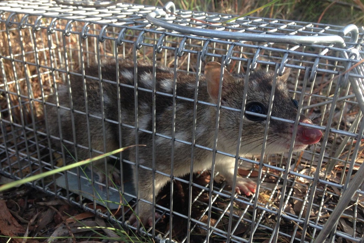 Once-common Australian marsupial inching close to extinction