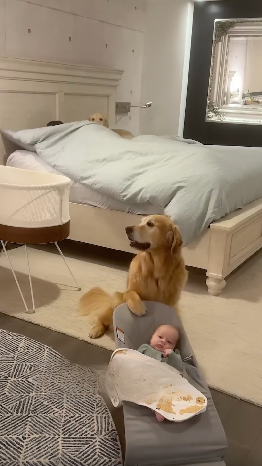 A golden retriever takes babysitting seriously