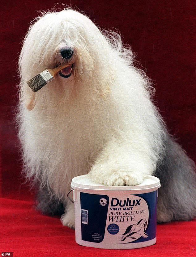 Britain's most iconic dogs are disappearing: Owners swap sheepdogs and ...