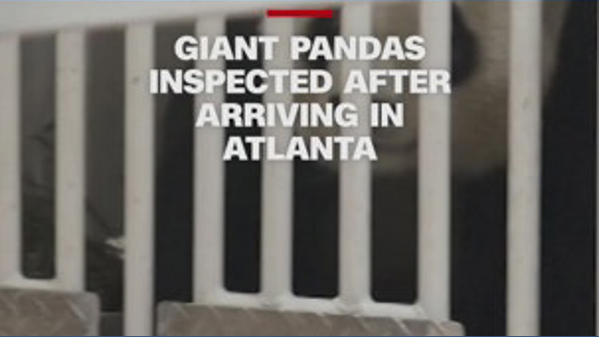 First look at one of two pandas settling into new home at Zoo Atlanta