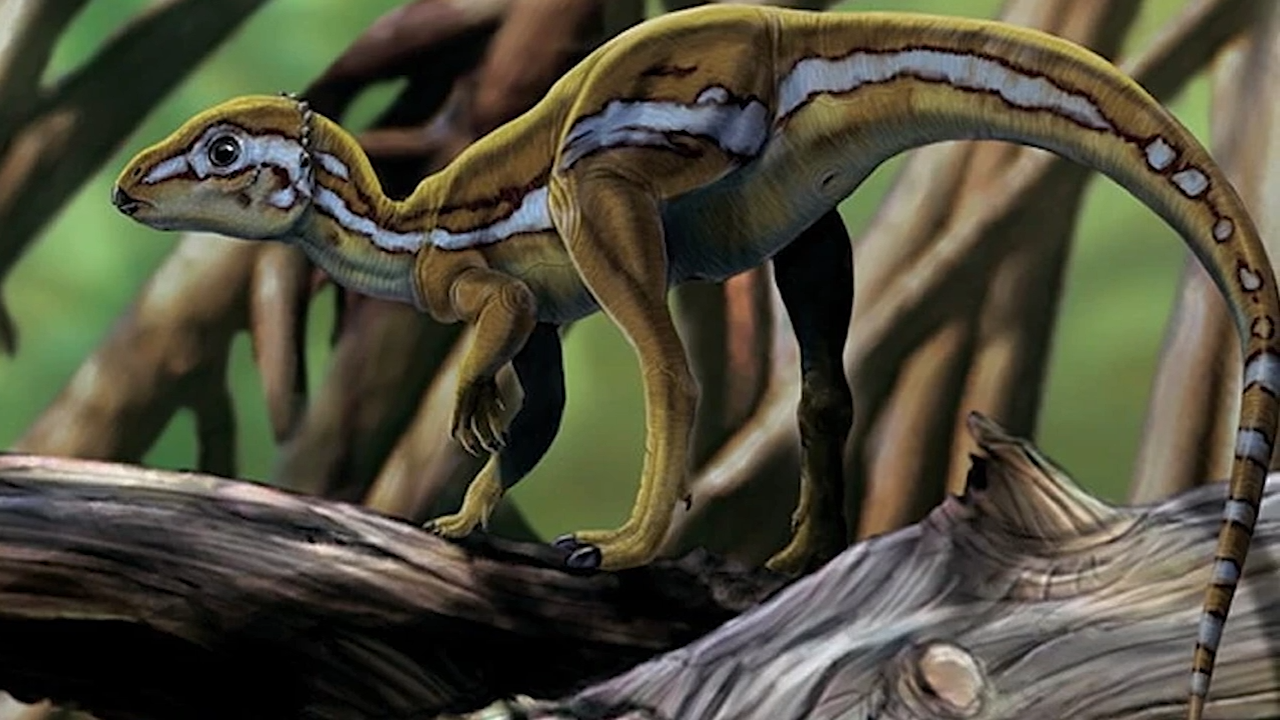 This tiny dinosaur was less than a meter long but its name was ...