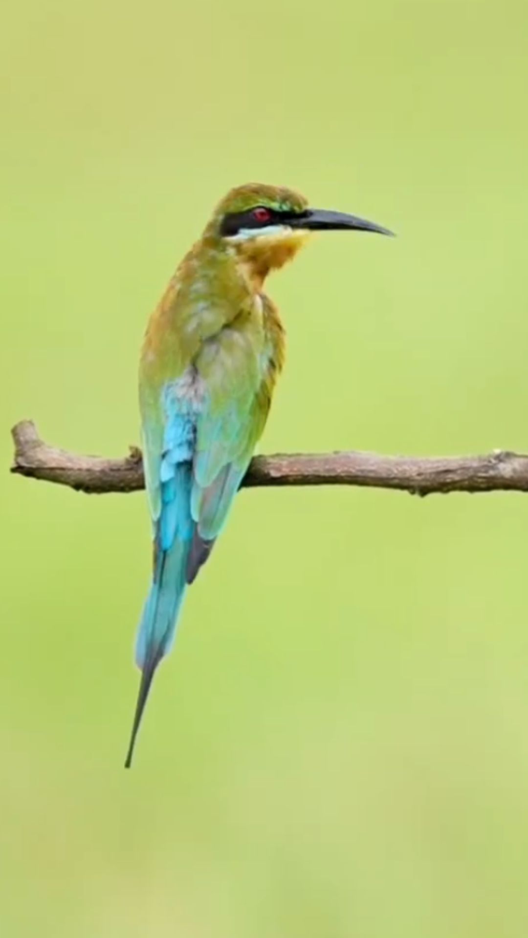 Blue tailed bee eater shows off its striking plumage