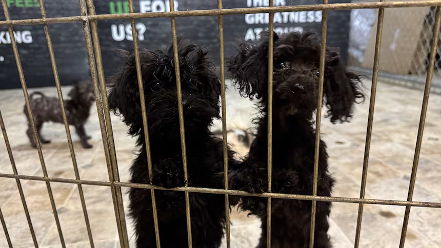 Officers remove 97 dogs from one home, setting SPCA intake record