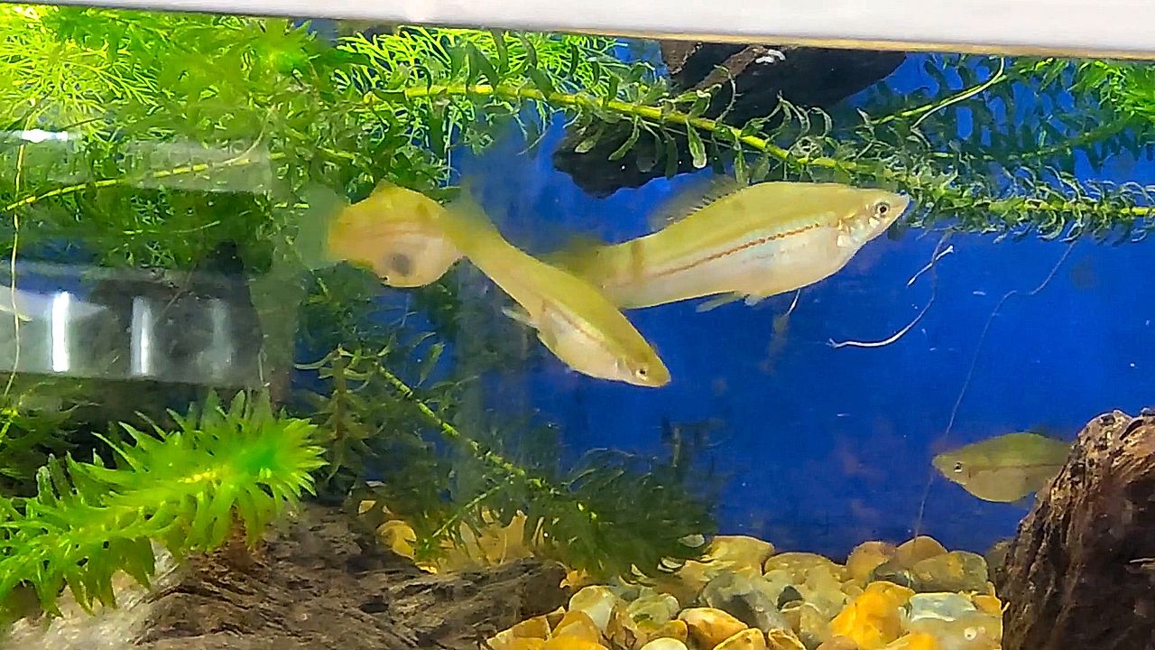 Scientists create virtual dating game for green swordtail fish