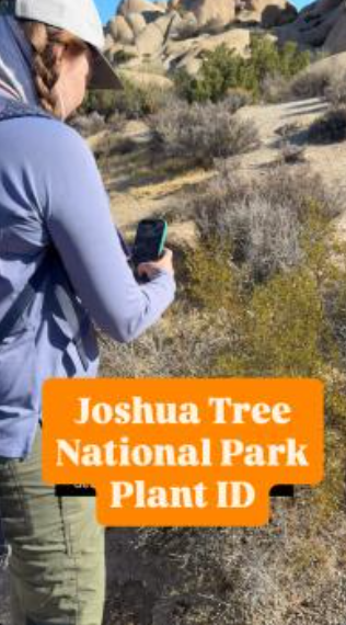 Plant identification apps make this Joshua Tree trip better