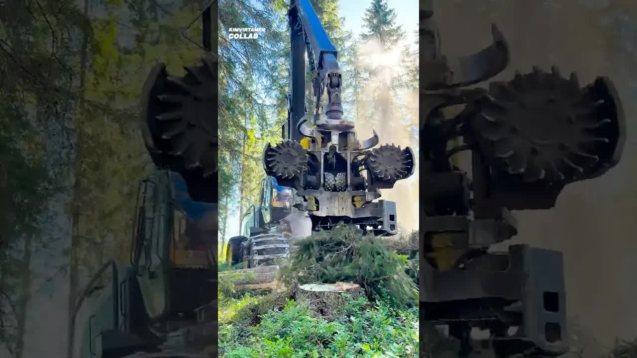 This is how trees go from standing tall to suddenly horizontal
