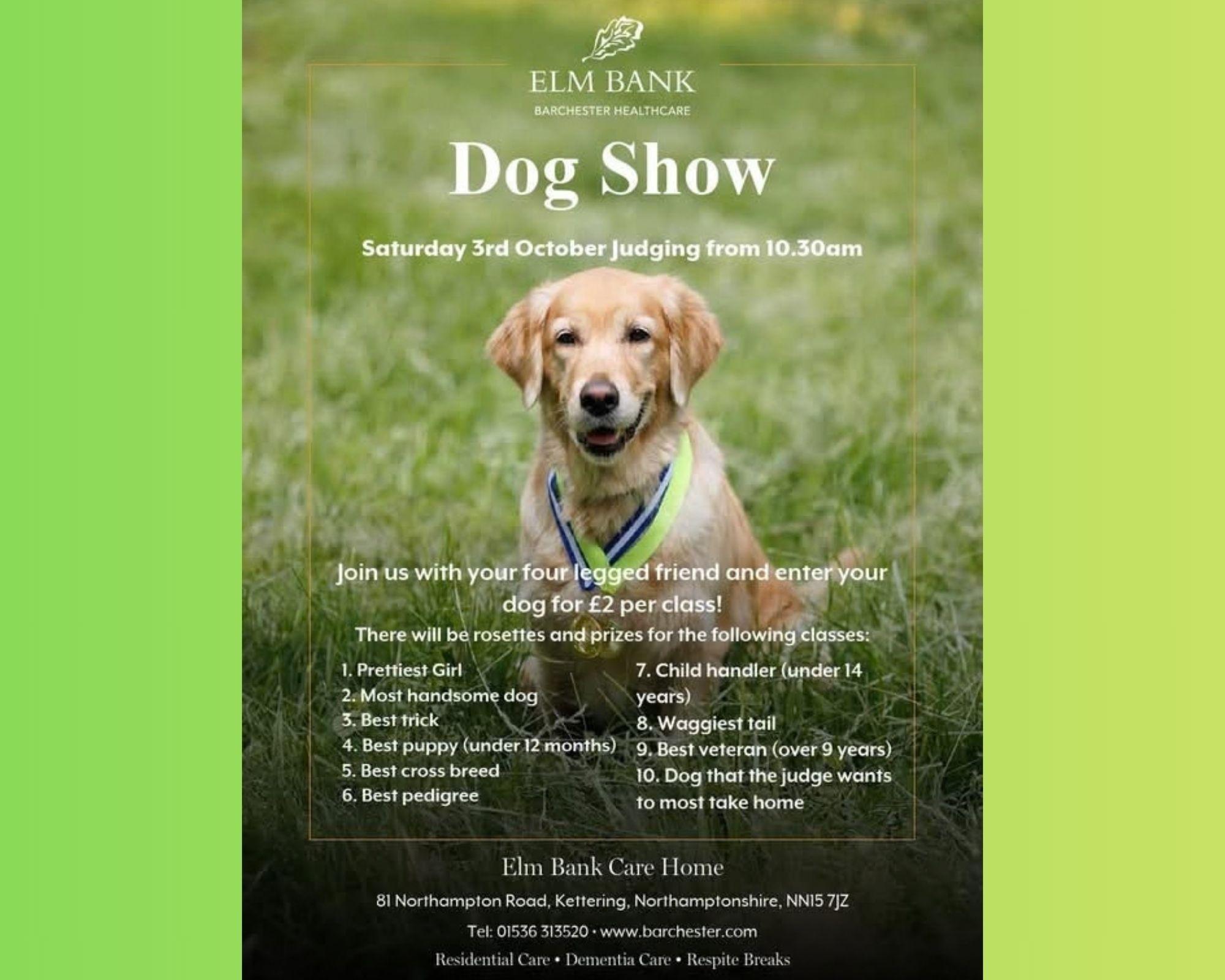 Four-legged fun with Animals in Need's final dog show of the year in ...