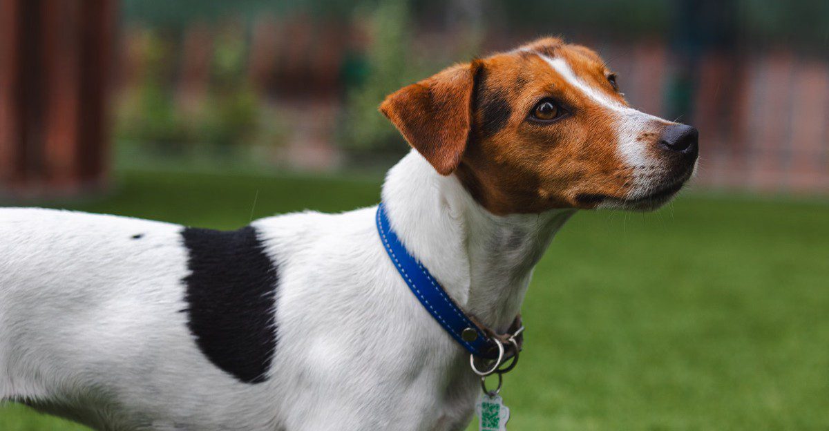 10 dog breeds that can struggle even in loving homes – plus 3 that ...