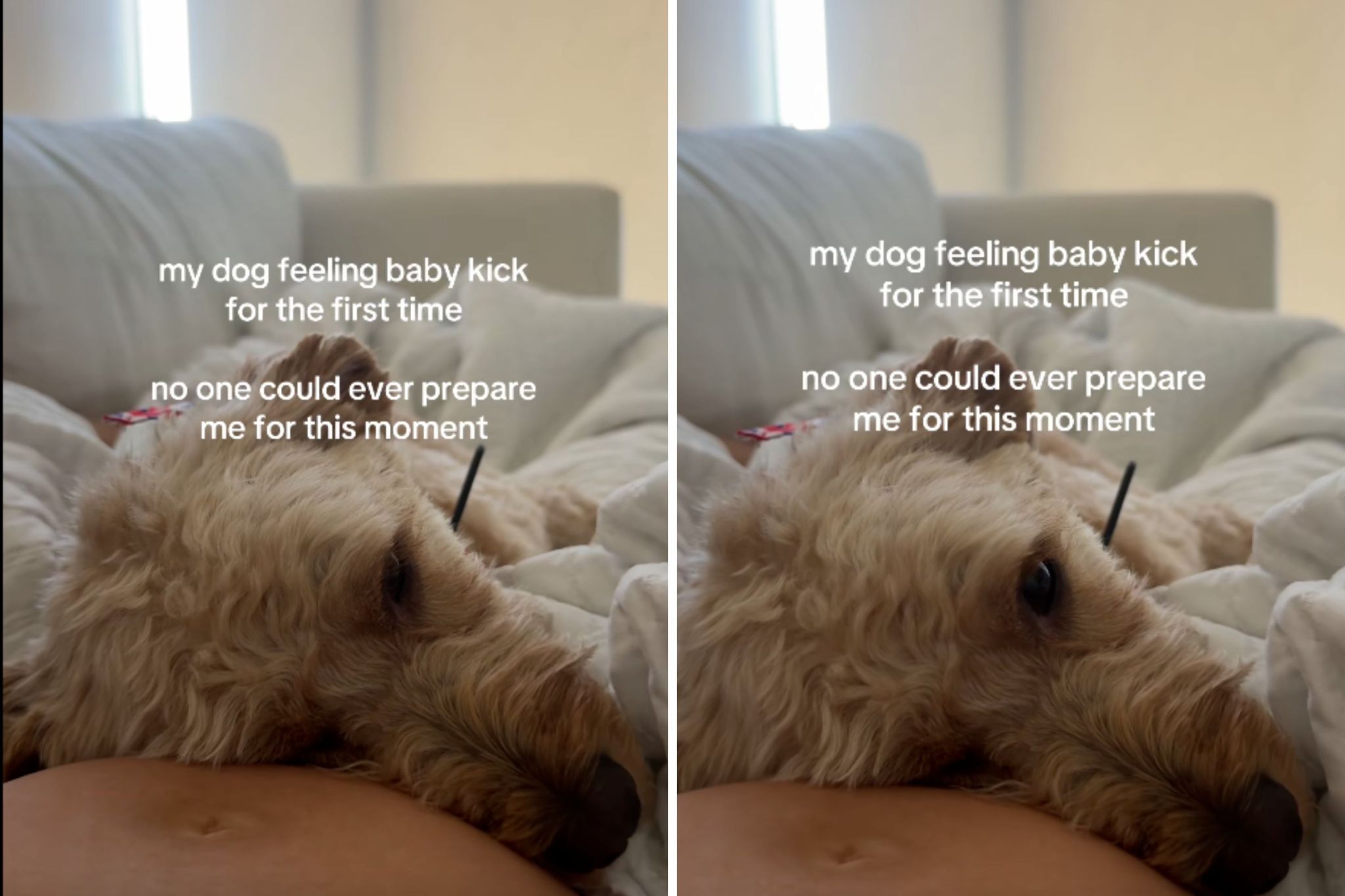 Tears at dog’s reaction to feeling baby kick for first time: 'My heart'