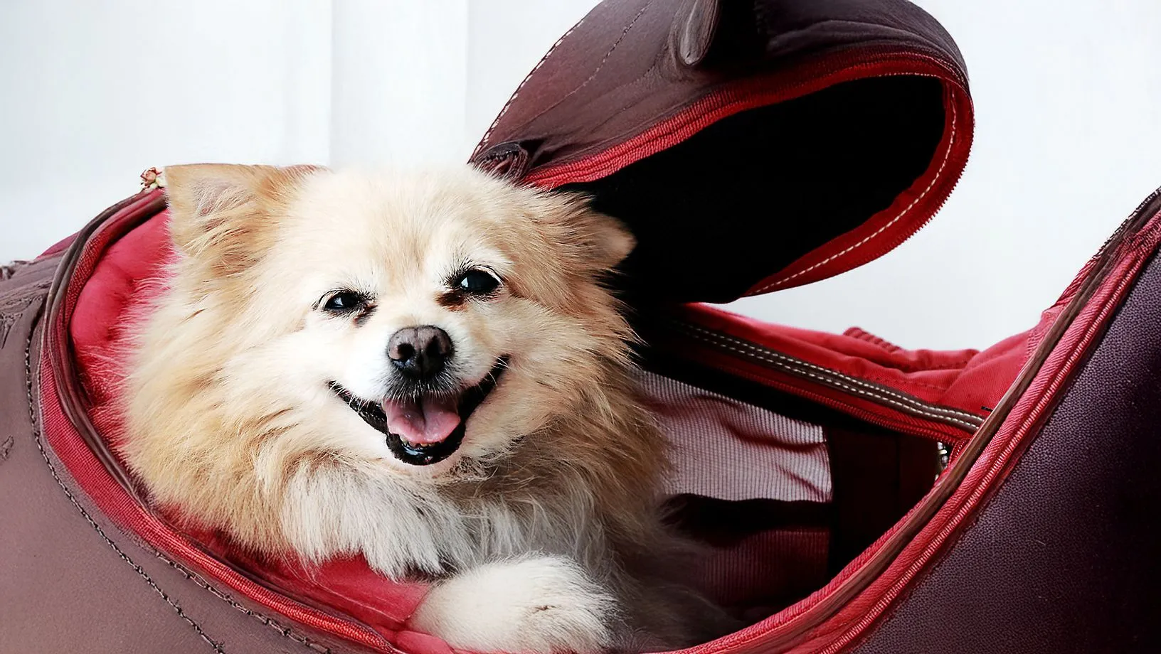 Road trips with pets: easier than you think