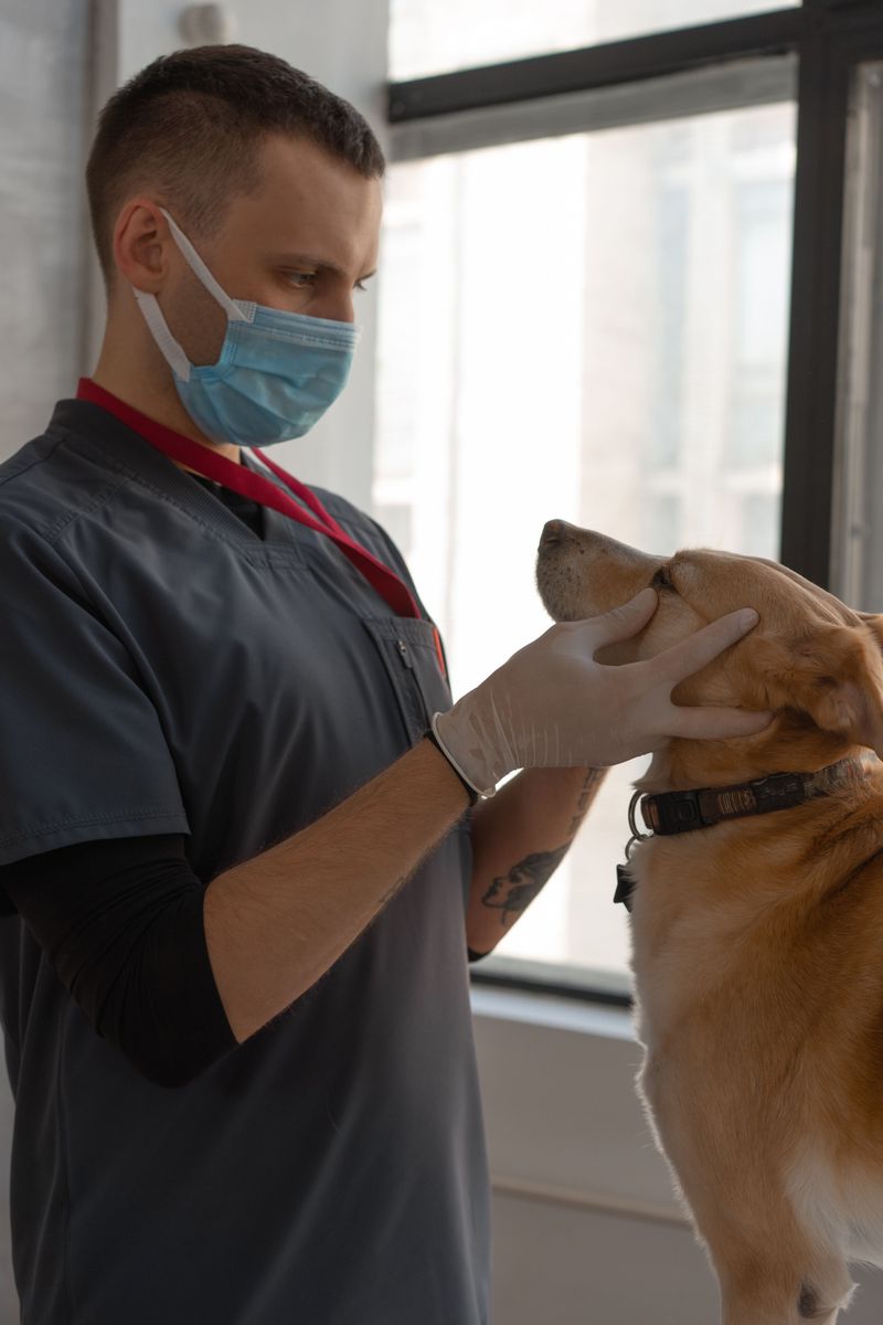 11 subtle signs your dog is deeply loyal – and 2 that have nothing to ...