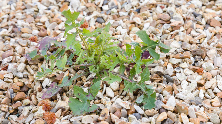 The affordable solution that prevents weeds from sprouting through gravel