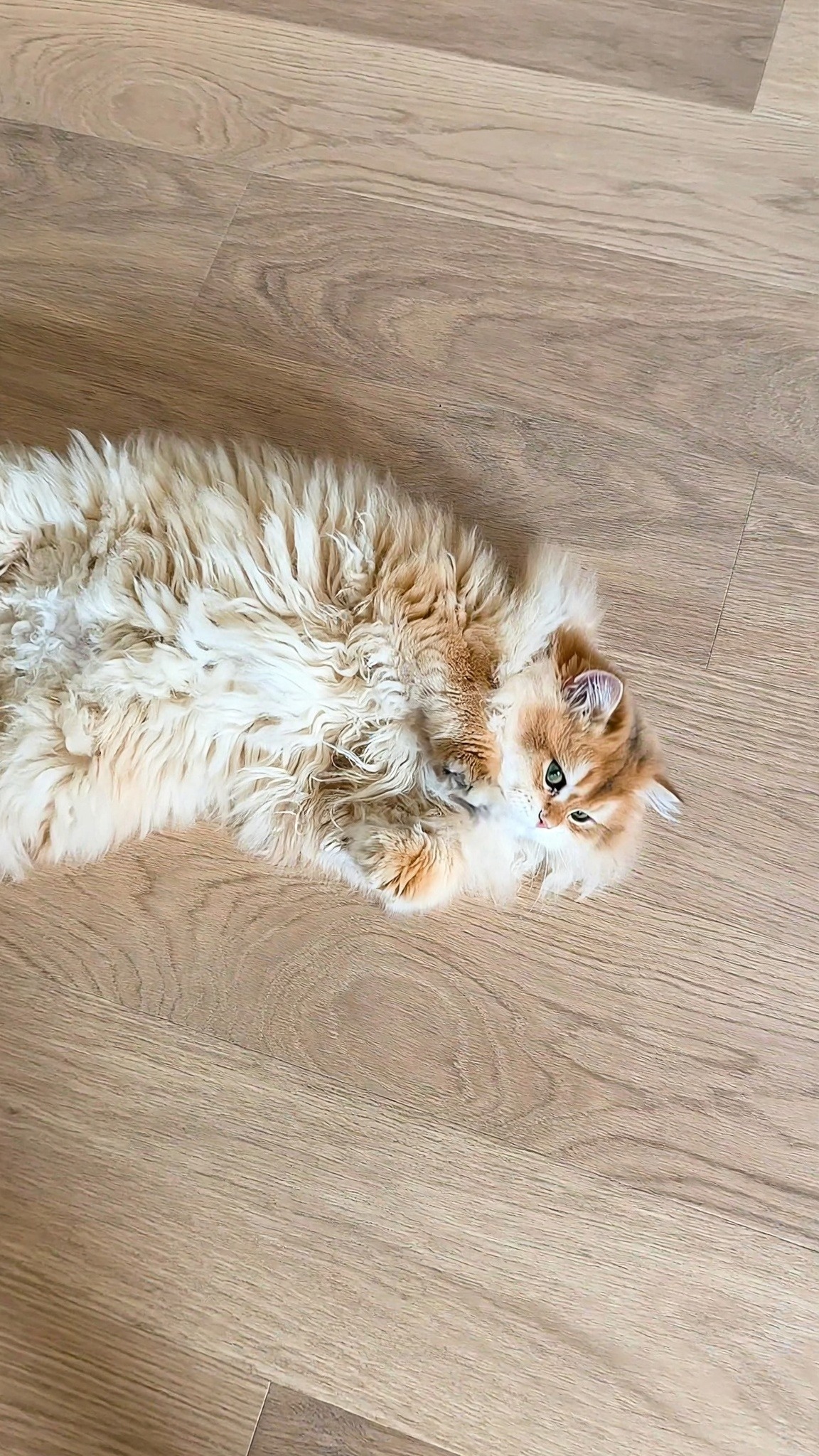 Sweet cat gives the best front door welcome