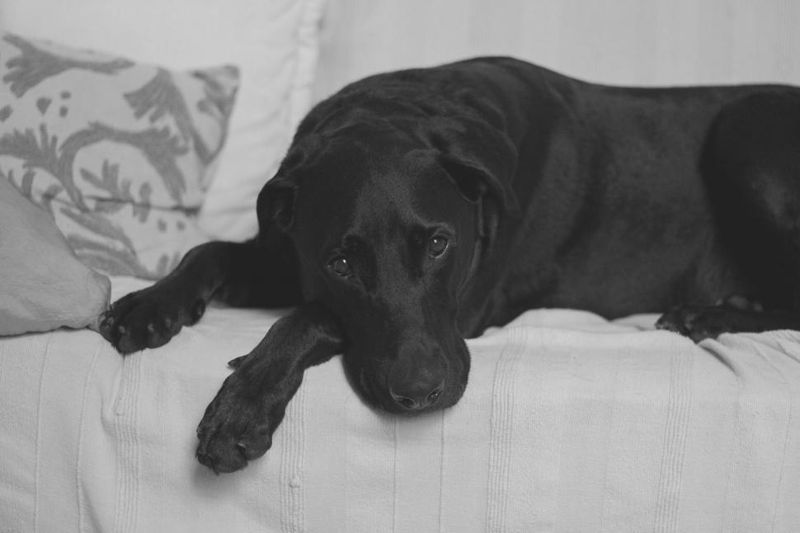 11 subtle signs your dog is deeply loyal – and 2 that have nothing to ...