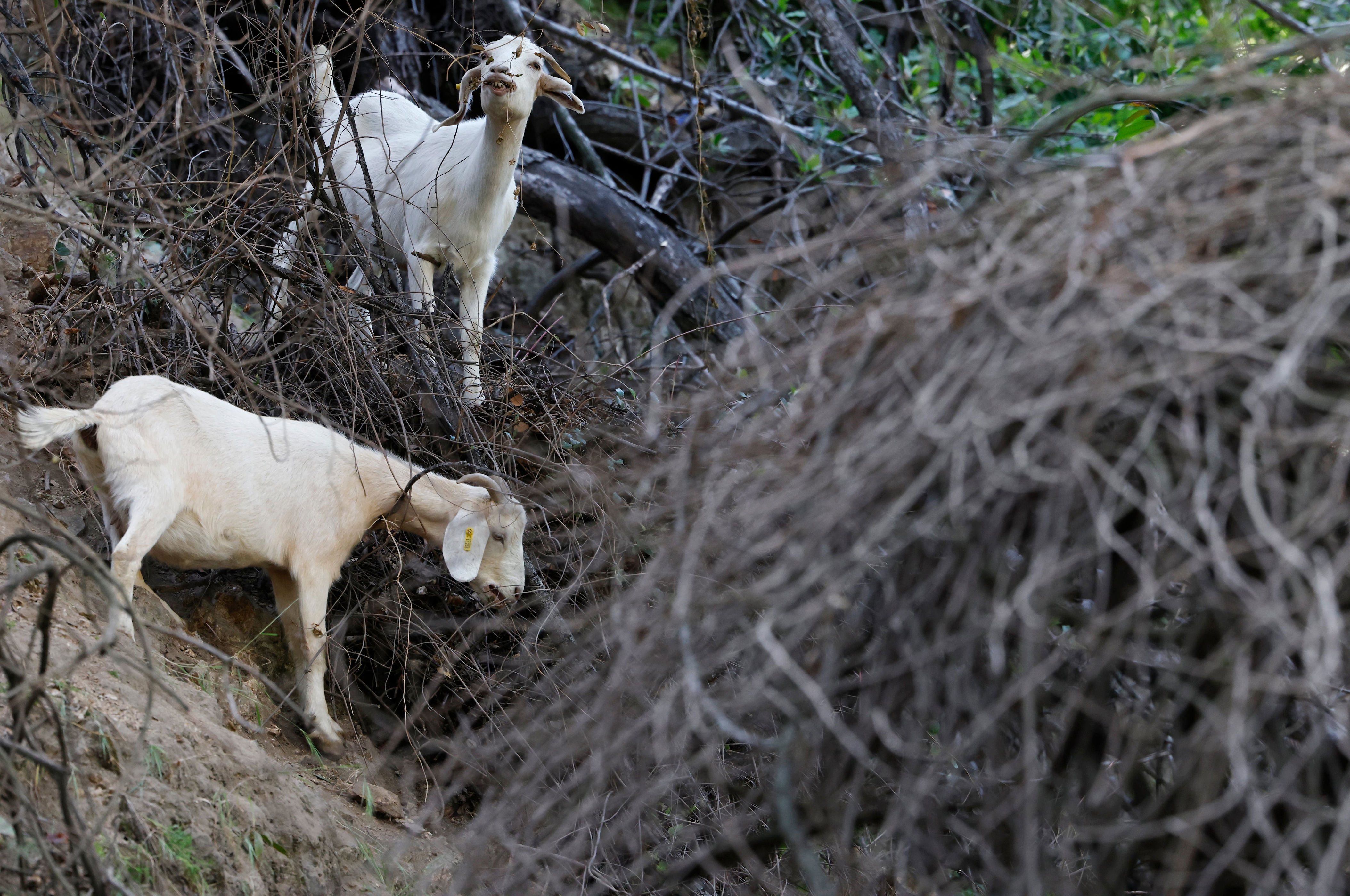 UGA student finds 3 beheaded goats, other dead animals in river