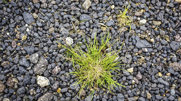 The affordable solution that prevents weeds from sprouting through gravel