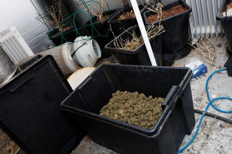 Seven arrested and three cannabis farms smashed after police raids ...