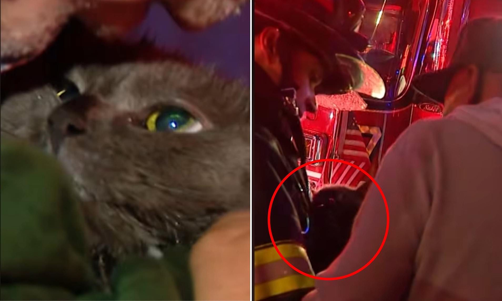Heartwarming moment as huge group of firefighters save elderly cat from ...
