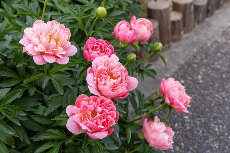 5 easy bare-root perennials to plant this fall for gorgeous flowers ...