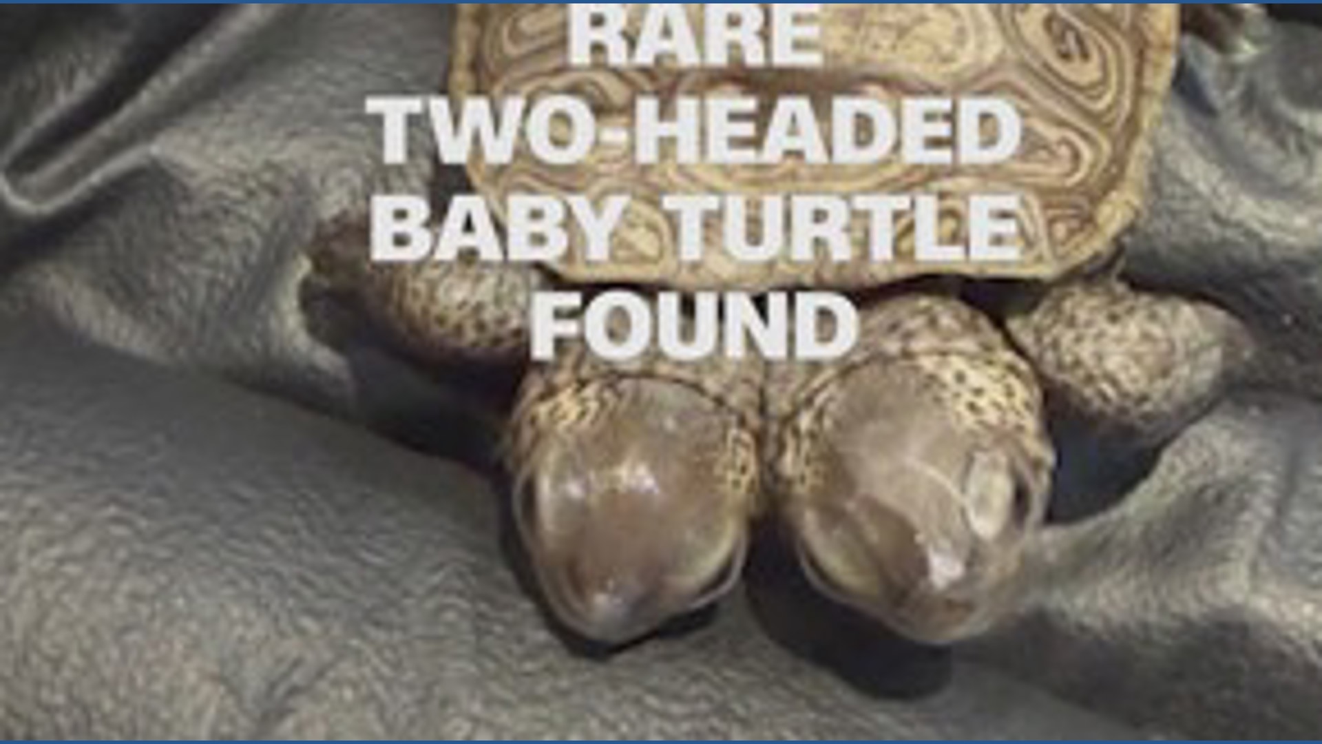 Rare two-headed baby turtle found