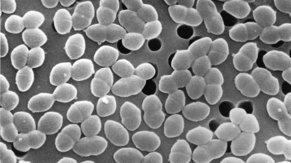 Eating sugar while taking antibiotics might harm gut bacteria