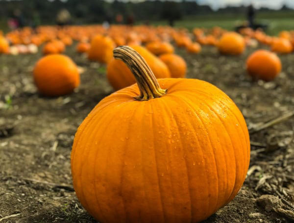 Halloween safety drive: Citrus County pairs free car seats with trunk ...