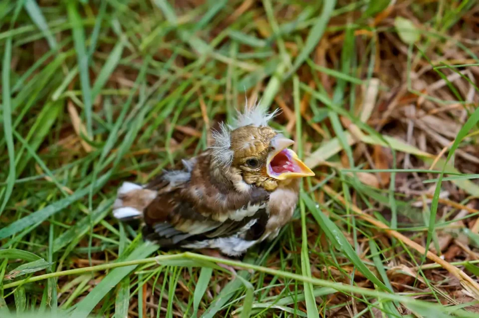 Why rescuing a baby bird can do more harm than you think