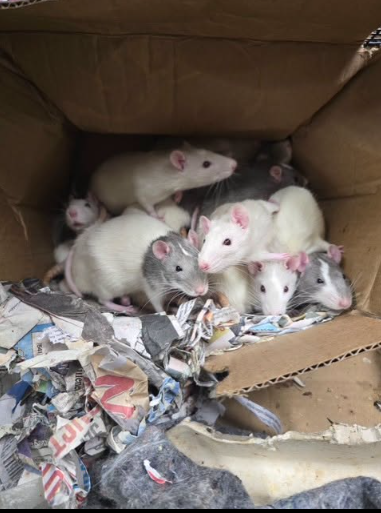 Rats! Over 120 rats rescued from two SUVs in Eugene