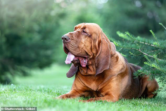 Britain's most iconic dogs are disappearing: Owners swap sheepdogs and ...