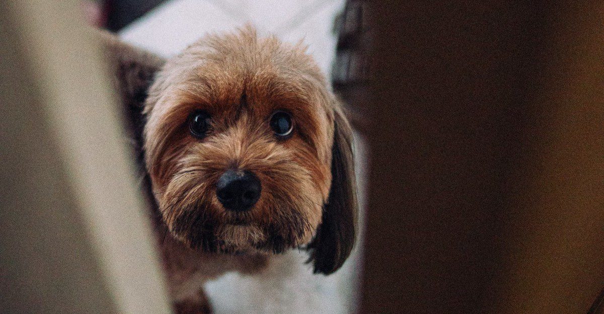11 subtle signs your dog is deeply loyal – and 2 that have nothing to ...