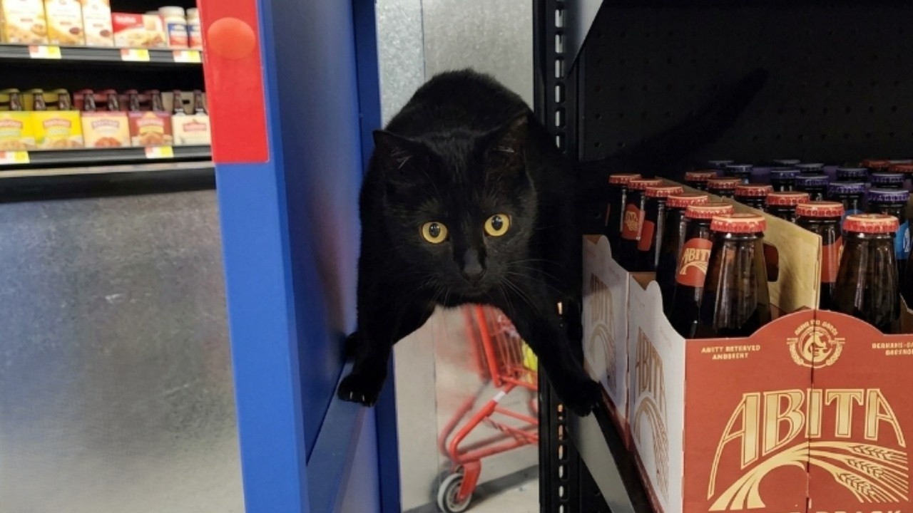 Homeless cat gets a job at a liquor store and takes it very seriously