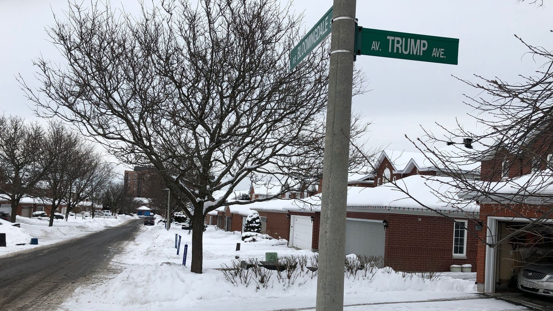 Trump Avenue sign vanishes in Ottawa days after renaming vote